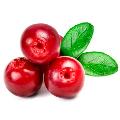 Саженцы клюквы